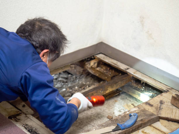 Best White Mold Remediation in San Anselmo, CA