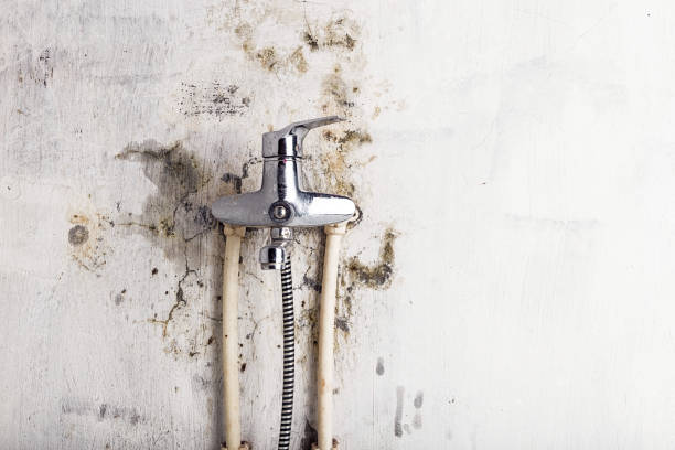 Best Basement Mold Remediation in San Anselmo, CA