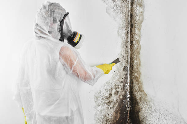 San Anselmo, CA Mold Remediation Company