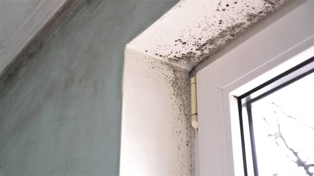 Best Mold Remediation for Schools in San Anselmo, CA