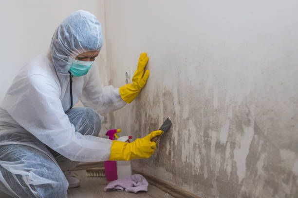 Best White Mold Remediation in San Anselmo, CA