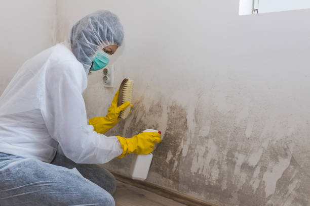 Best Bathroom Mold Remediation in San Anselmo, CA