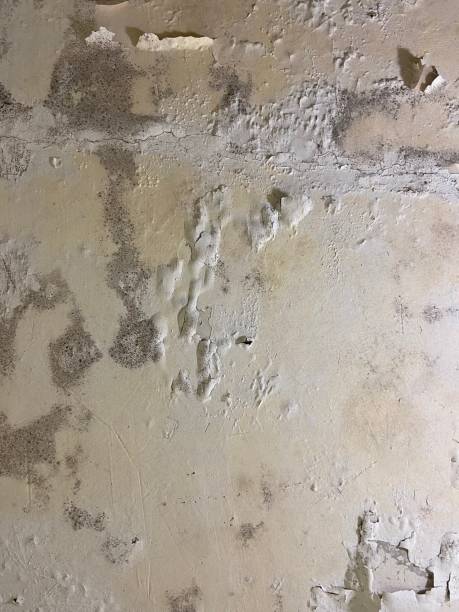 Best Kitchen Mold Remediation in San Anselmo, CA